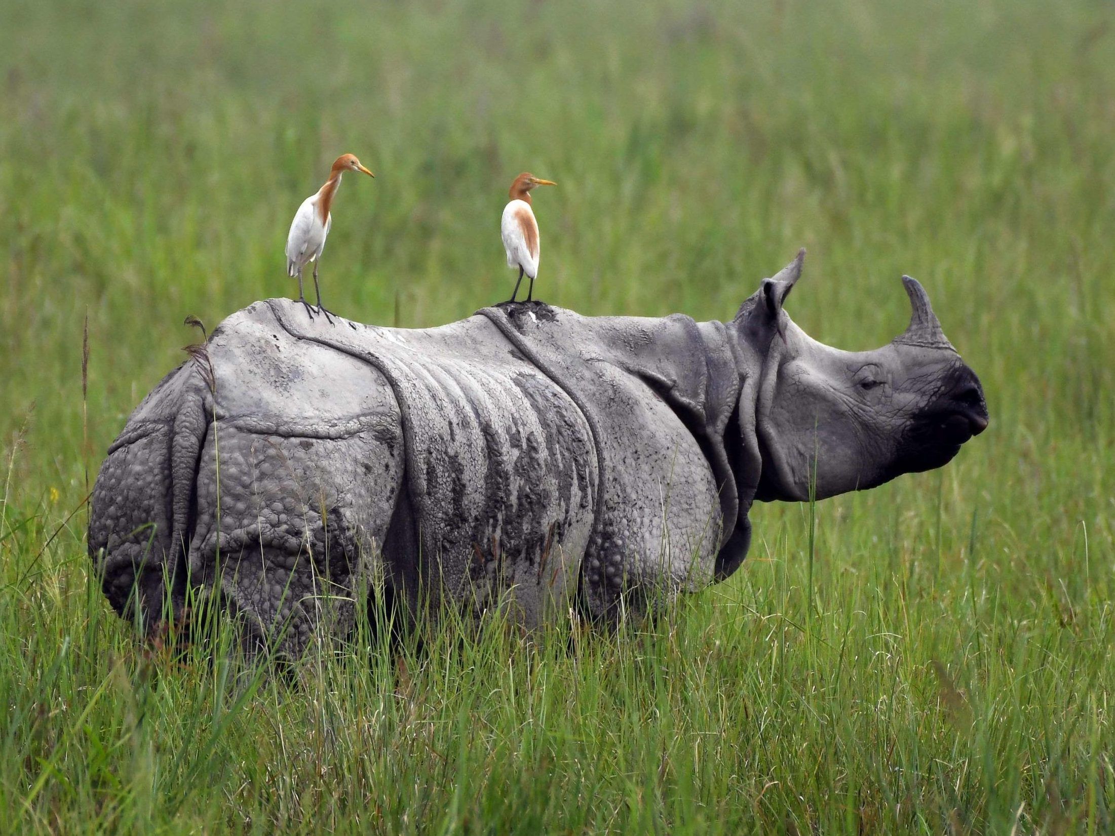 Baranyai: Could radioactive isotopes save rhinos?