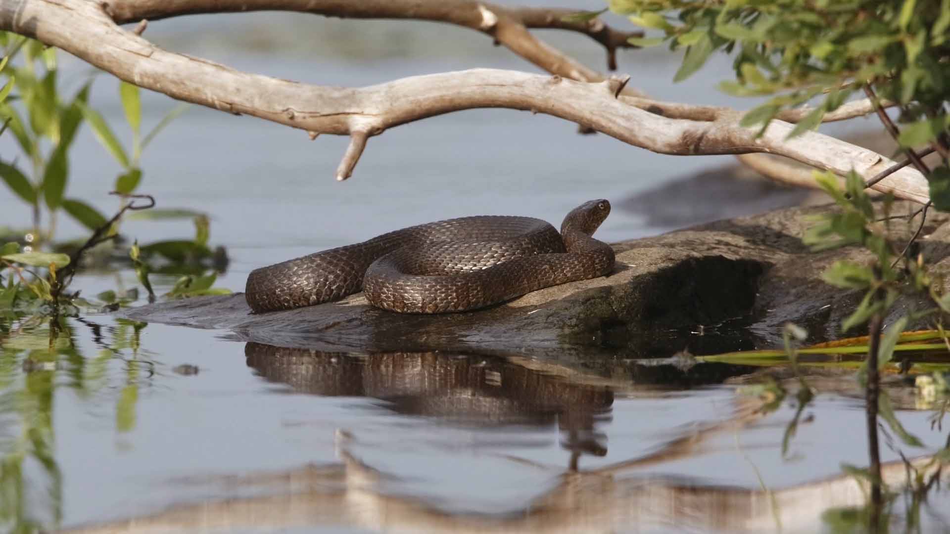 Cottage Q&A: How do we deter water snakes under our dock? Cottage Q&A: How do we deter water snakes under our dock?