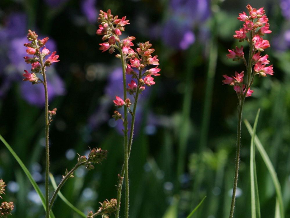 Growing Concerns: Garden needs refresh after hot summer