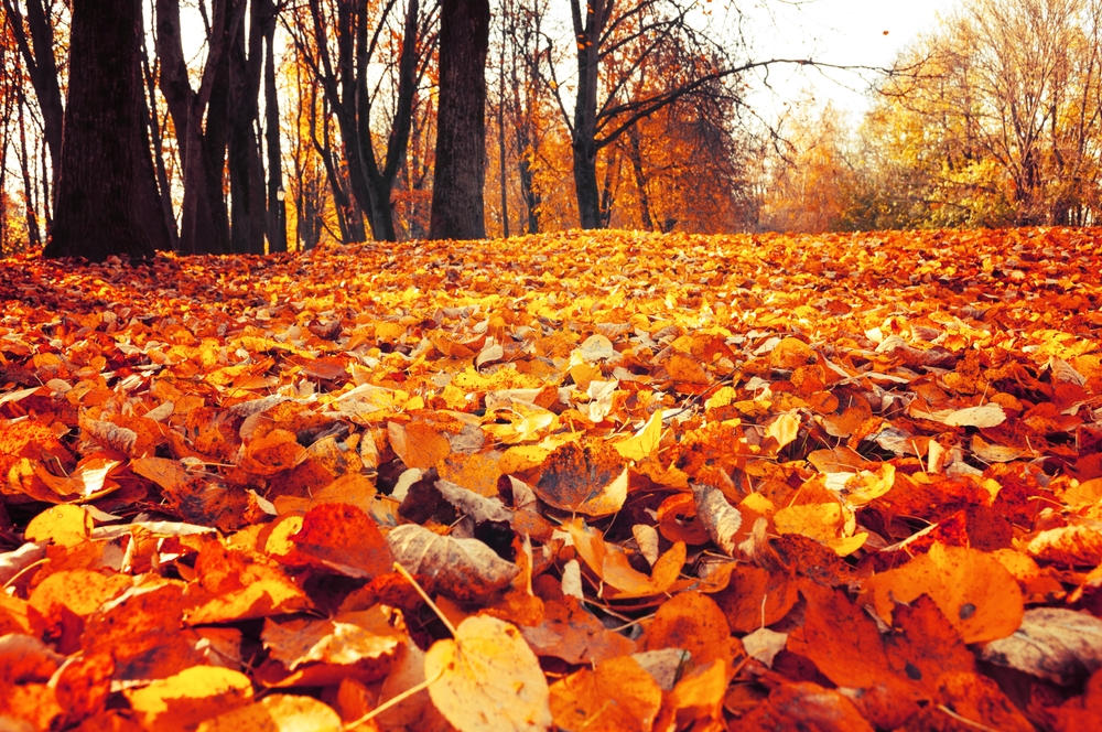 Attention, leaf peepers! Here are 9 of the best trees for vibrant fall colours