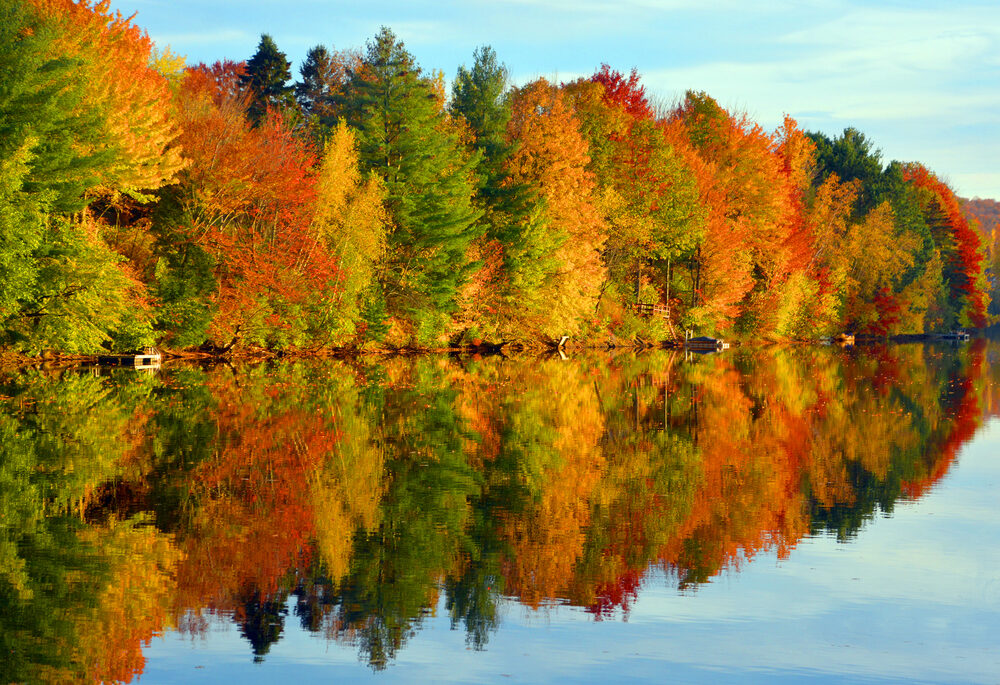 Here’s how autumn’s fallen leaves enrich the entire forest