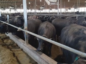 Water buffalo, Holstein herds share a barn and milking parlour Water buffalo, Holstein herds share a barn and milking parlour