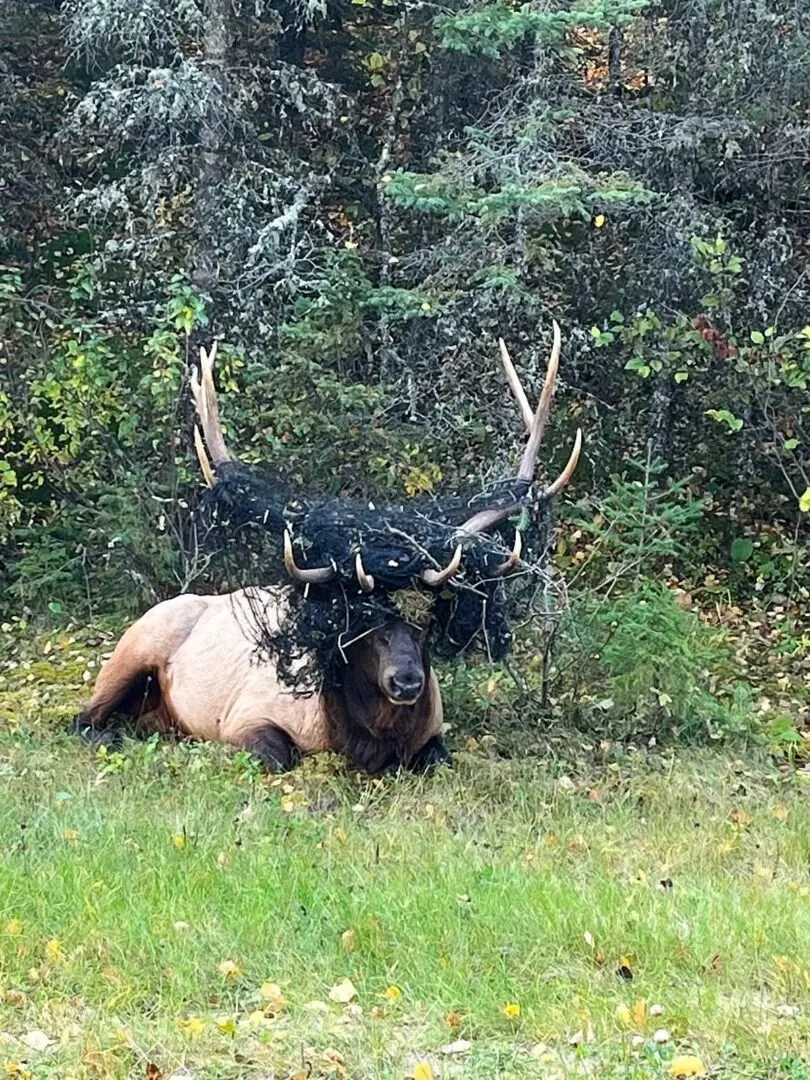 Parks Canada staff save an entangled elk in Saskatchewan’s Prince Albert National Park