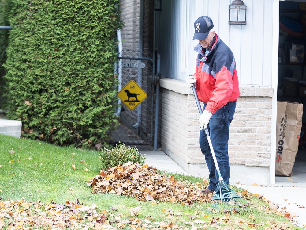 Growing Concerns: Use your lawnmower to chop leaves, so you can leave them on your lawn
