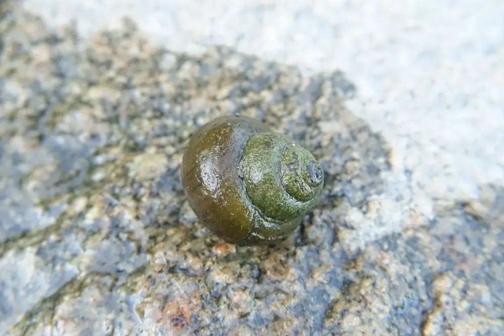 Cottage Q&A: What are invasive trapdoor snails?