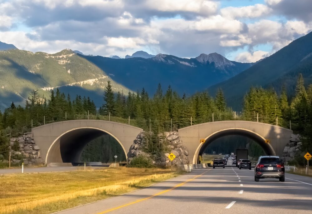 Trump administration orders Colorado to stop importing grey wolves from Canada
