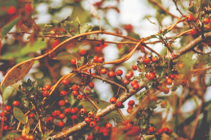 Nature Scrapbook: Least chipmunk