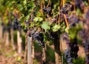 Ripley and District Horticultural Society experience life in a vineyard