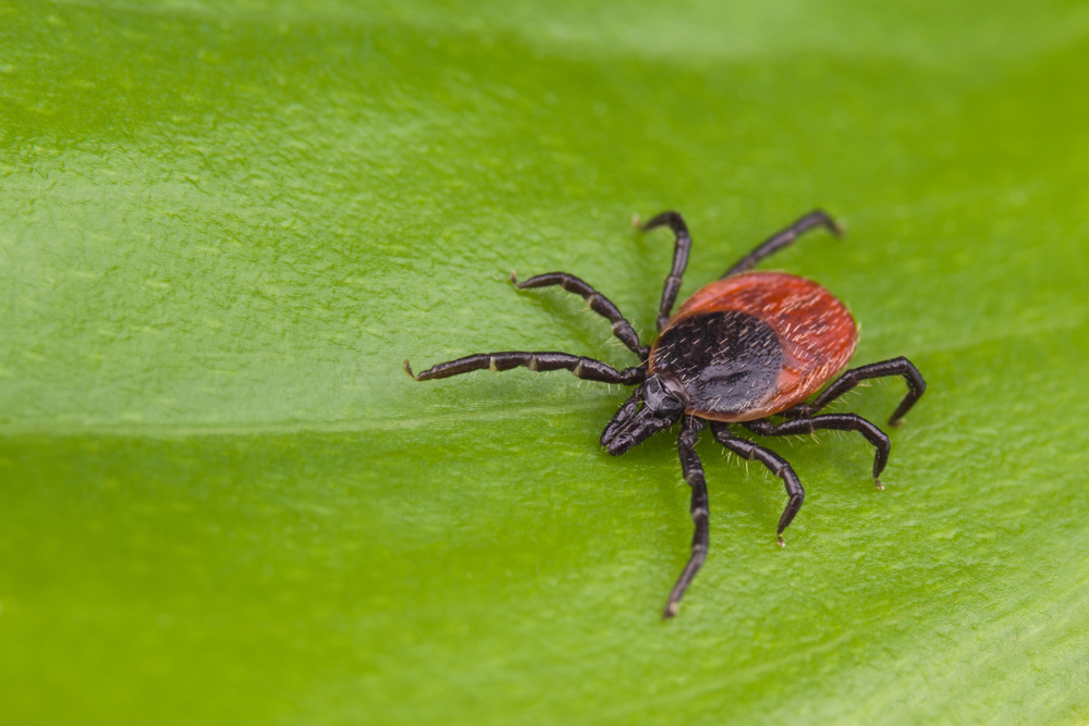 A new tick repellant is on the horizon for Canadians