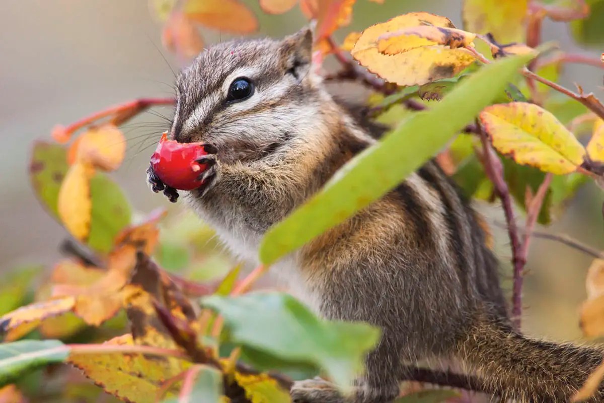 Nature Scrapbook: Least chipmunk