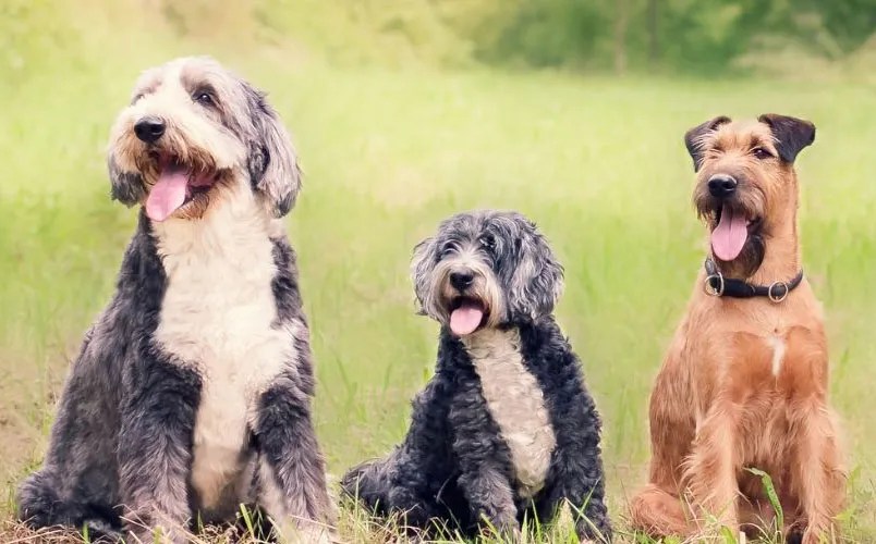 Therapy dogs supporting Kincardine high school students ahead of exams