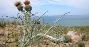 How seeds from the past are saving a unique flower of the Great Lakes