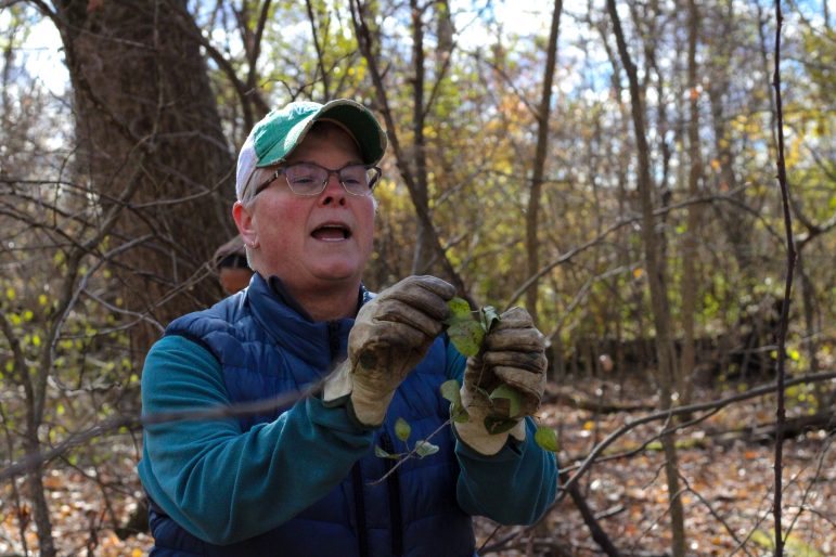Invasive species expert teaches volunteers to overcome ‘plant blindness’