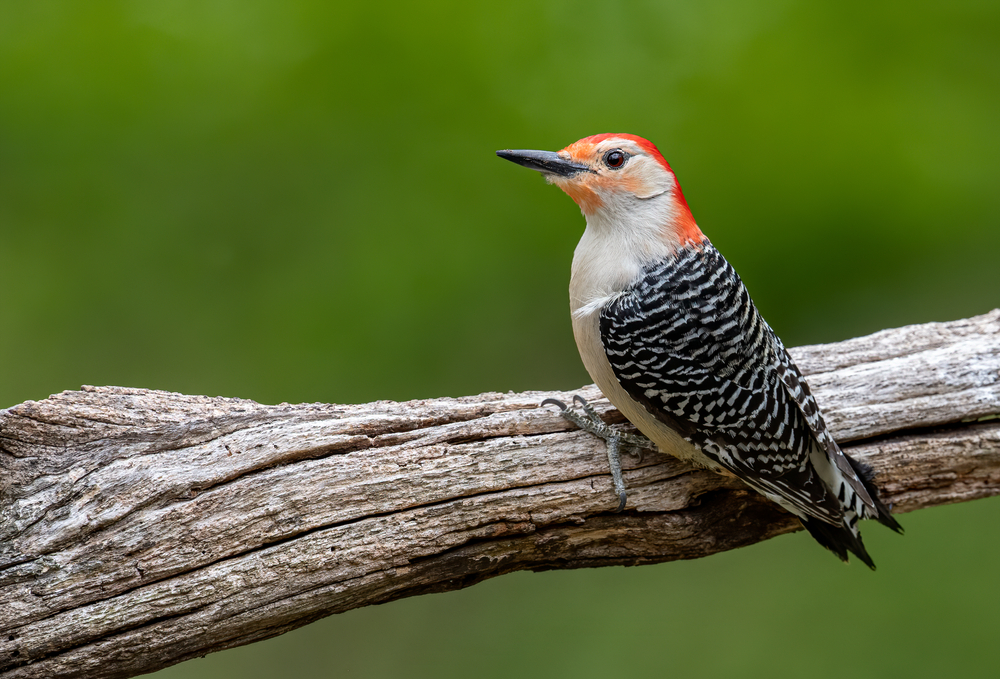 How you can help update Ontario’s Breeding Bird Atlas