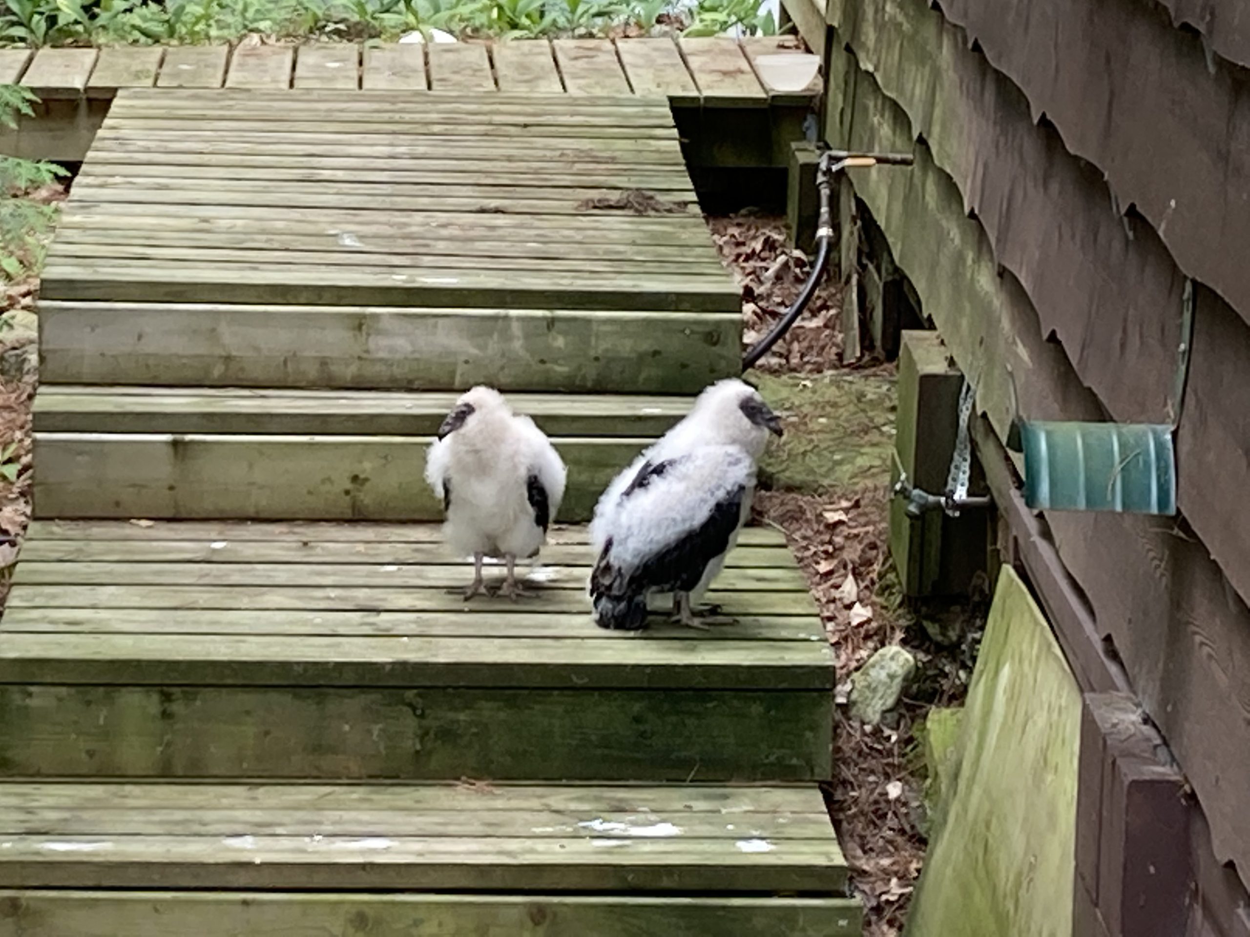 This cottager encountered two baby turkey vultures on White Lake, Ont.