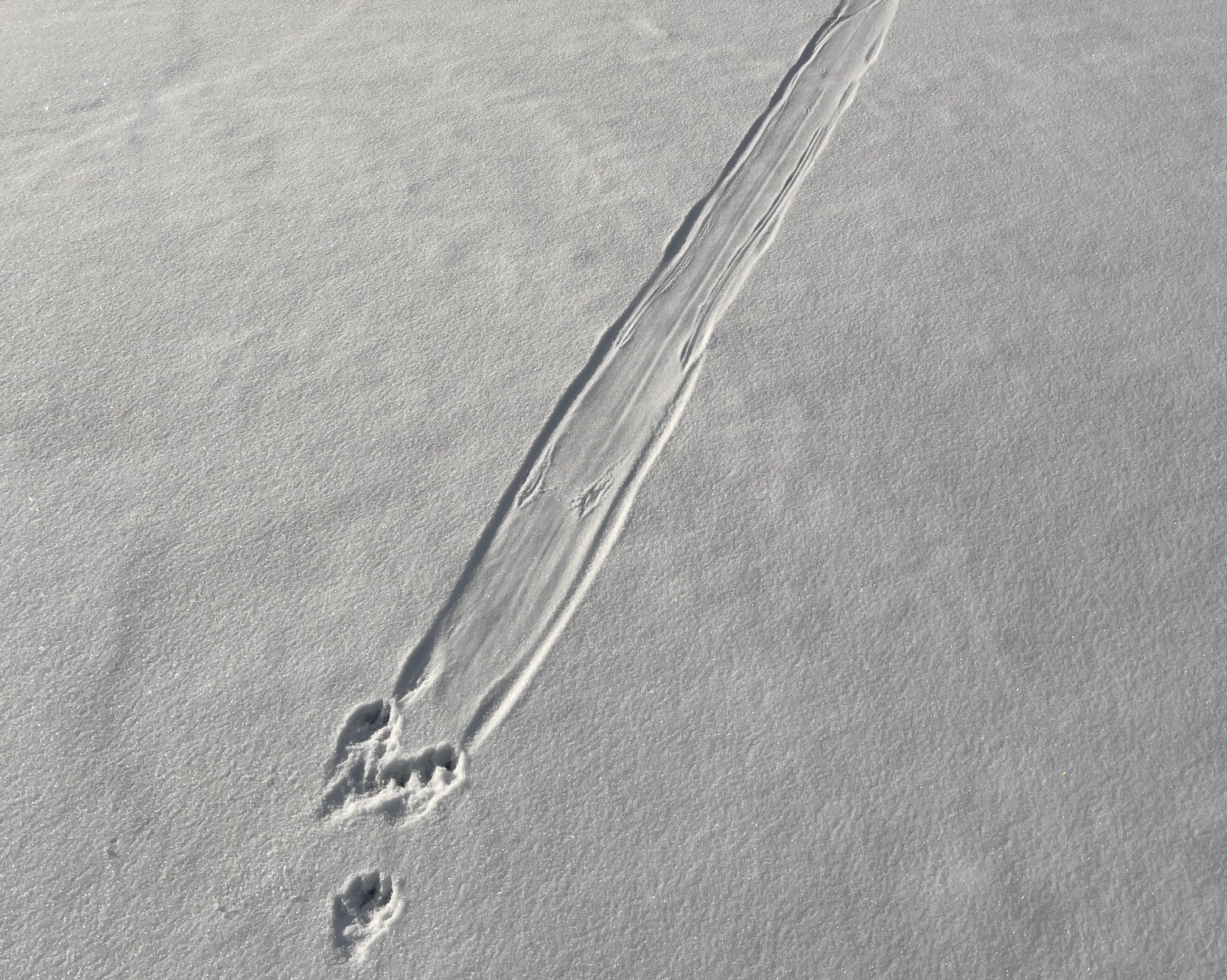Cottage Q&A: What animal left these tracks?