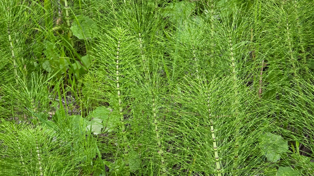 Nature Scrapbook: Field horsetail