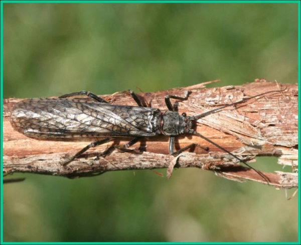 Stoneflies or leafhoppers: Which could become the official state insect?
