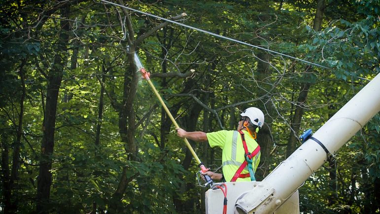 Utilities ramp up tree trimming to address long-standing reliability problems