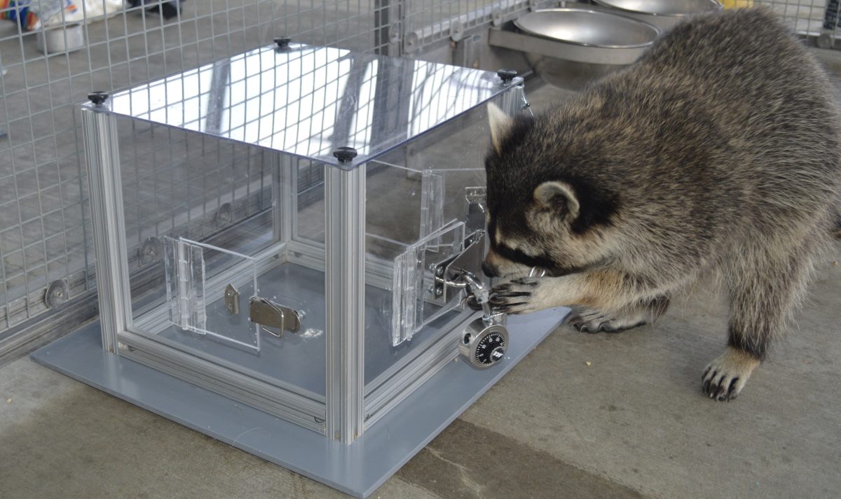 New research suggests raccoons love puzzles as much as we do