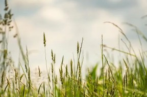 Studies compare ration value of boot stage vs. soft dough stage triticale