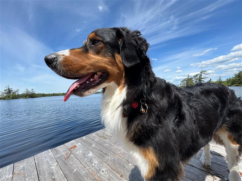 Could your pet’s tick medication be harming the ecosystem?