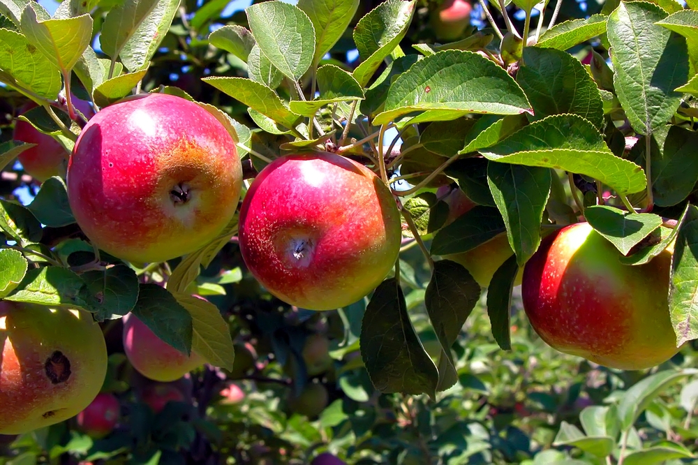 8 delicious apple varieties with Canadian connections