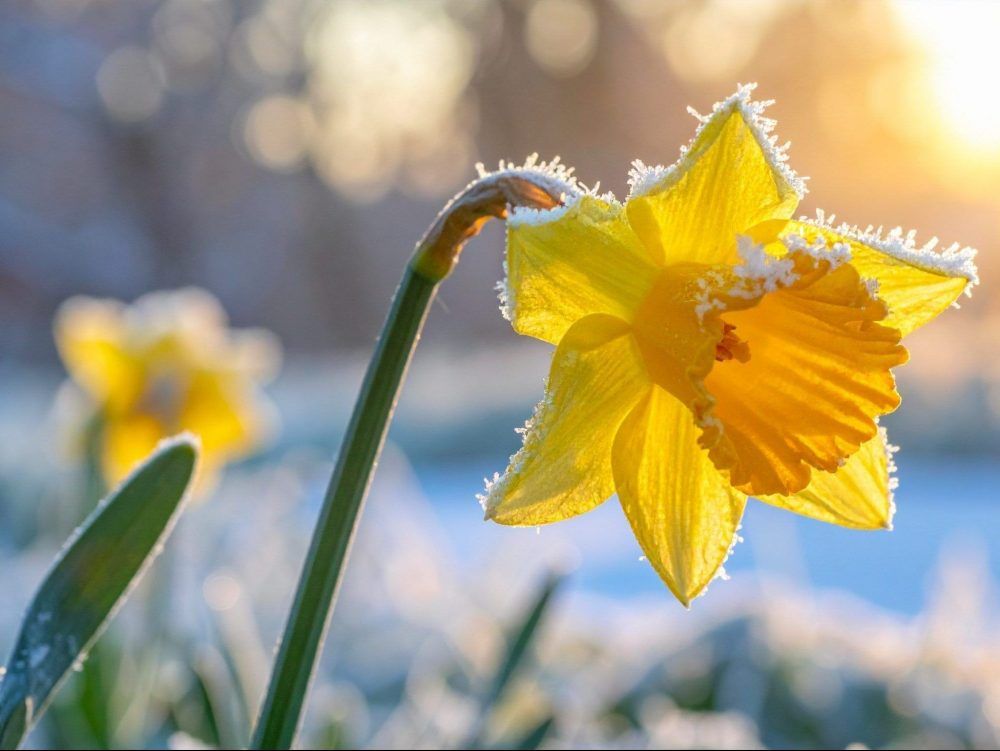 Frost advisory in effect for London as calendar flips to May
