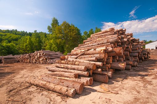 Ontario unveils forestry plan as sawmill closures continue