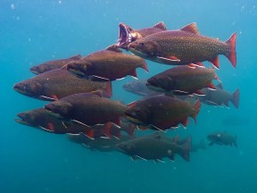 Bruce Peninsula filmmakers to take viewers underwater near Bruce Power for Earth Day