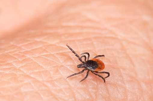What experts want you to know about ticks (and how to avoid them)
