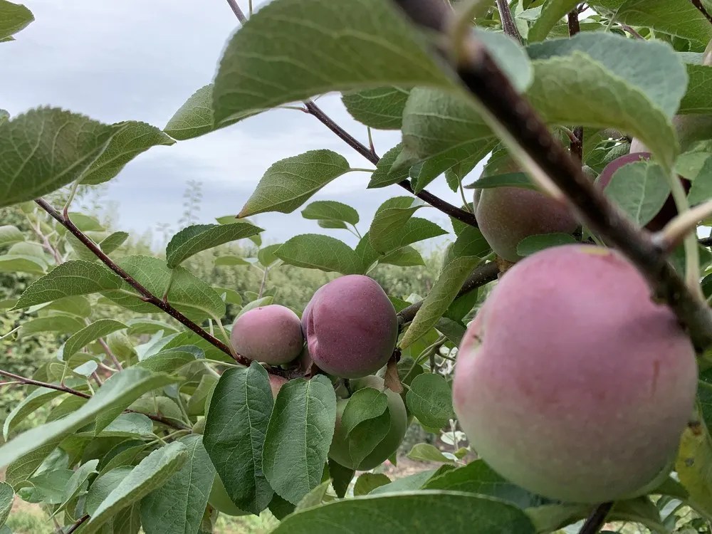 Bruce Botanical Food Gardens hosting apple tree grafting workshop