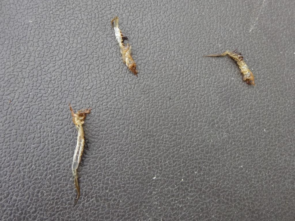 Cottage Q&A: What are these floating insect “skins”?