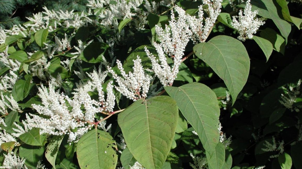Funding cuts hamper conservation groups’ invasive species efforts
