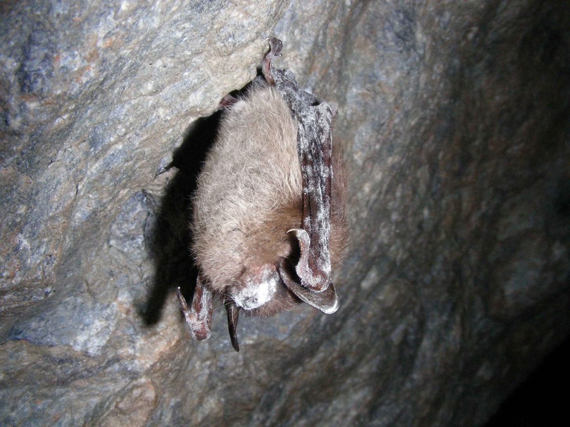 Bat populations plummet in Minnesota as white-nose syndrome spreads