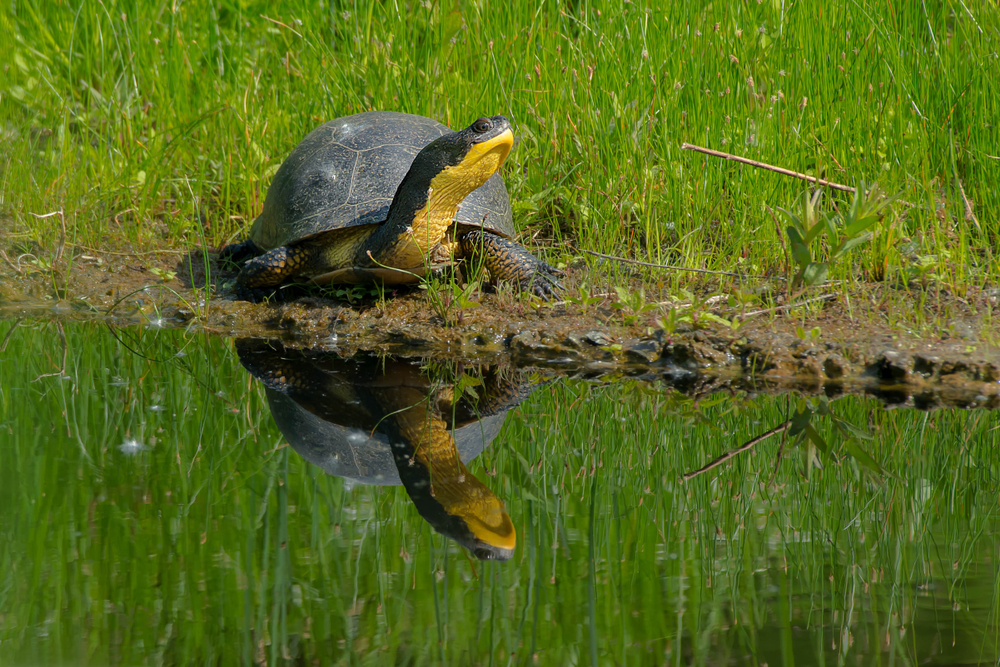 The government plans to reduce Ontario’s 36 conservation authorities to just nine