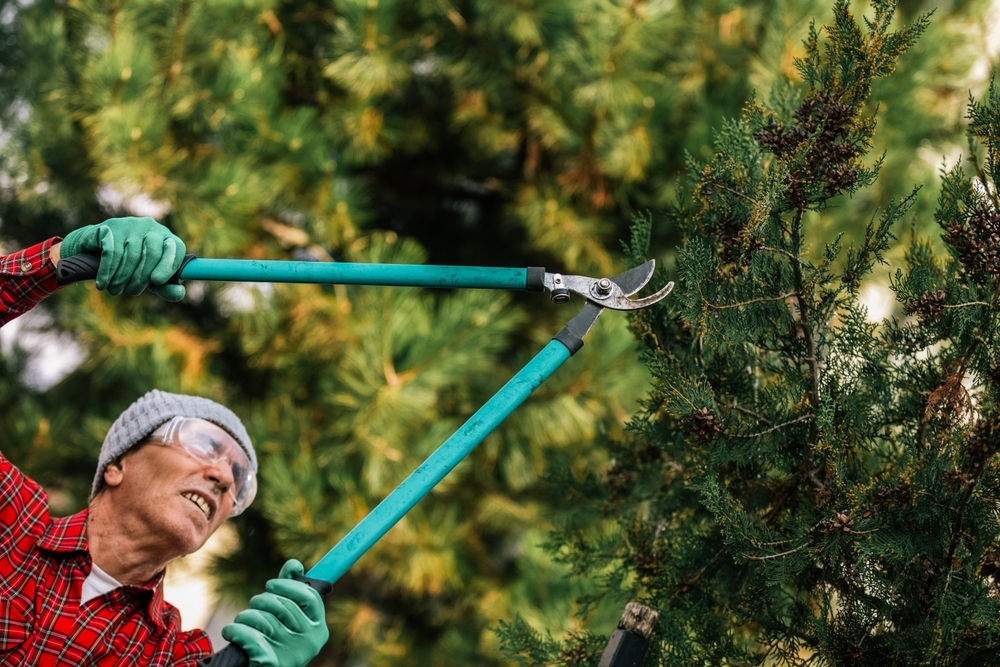 New study shows how oak trees fight back against hungry caterpillars