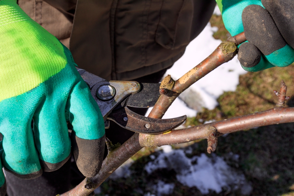 3 common spring tree care mistakes to avoid