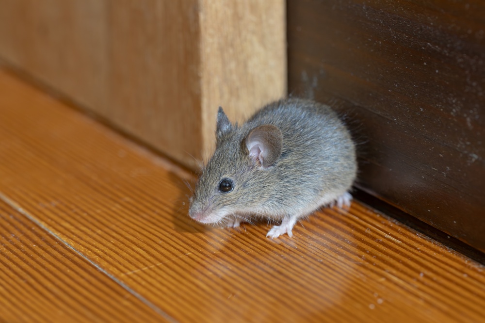 Here’s what cottagers need to know about their hantavirus exposure risk