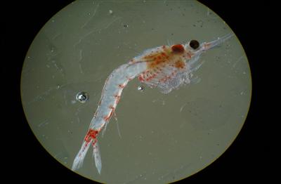 Scientists find proof of invader established in Lake Superior