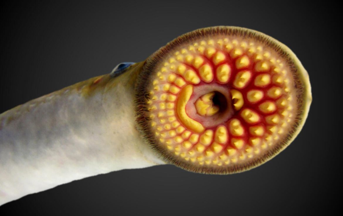 What’s that smell? Researchers explore new ways to deter sea lamprey