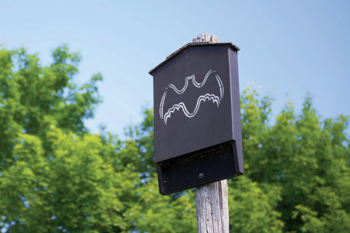Is your bat box doing more harm than good?