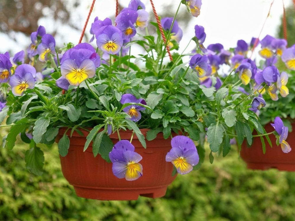 Growing Concerns: Water, fertilizer make all the difference in garden