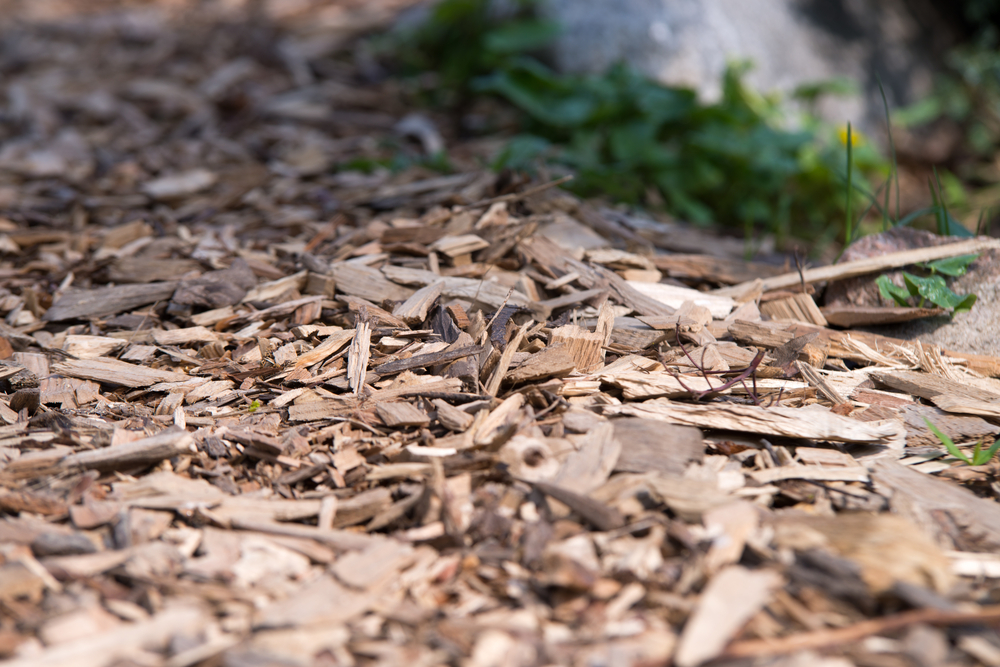 Could wood chips be a weapon against ticks?