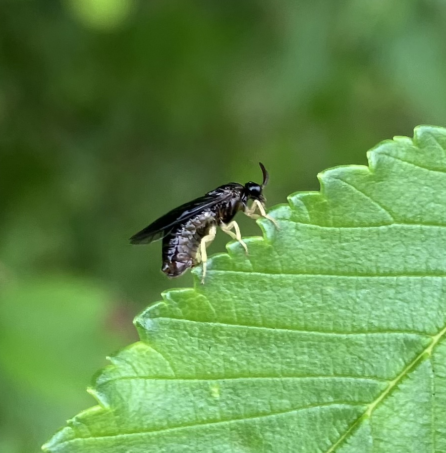 Invasive elm zigzag sawfly confirmed in Michigan 