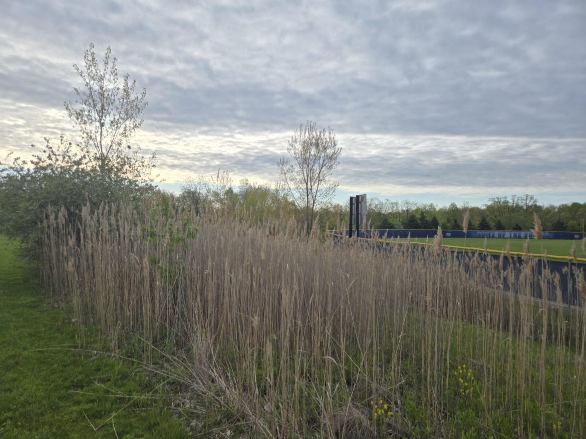 Invasives, oak wilt threaten Skyline High School natural areas, adjacent neighborhoods
