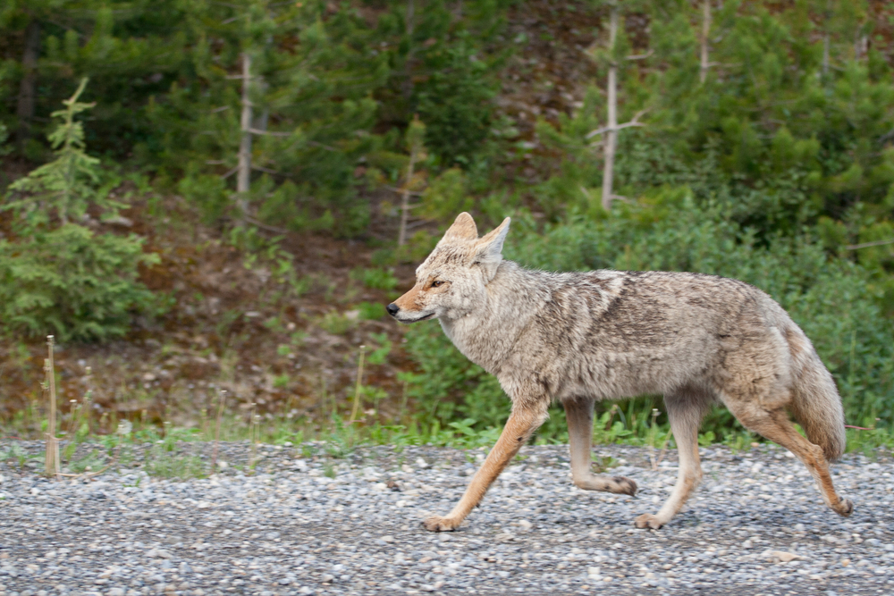 New app uses AI to prevent human-wildlife conflicts