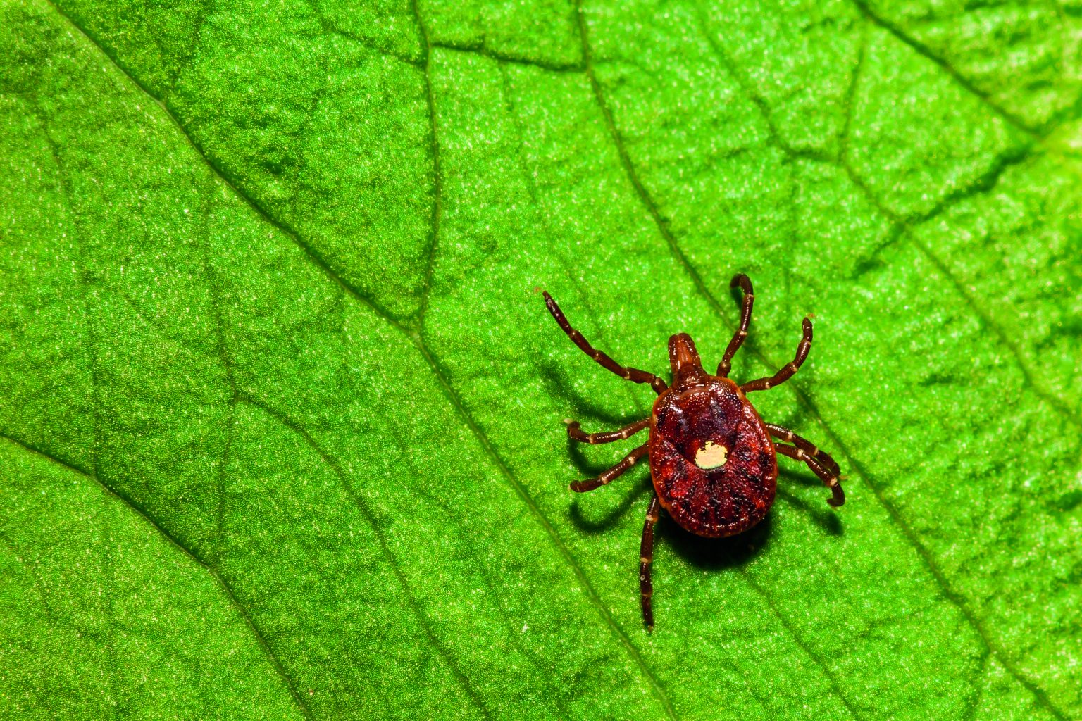 Here’s everything cottagers need to know about ticks this summer