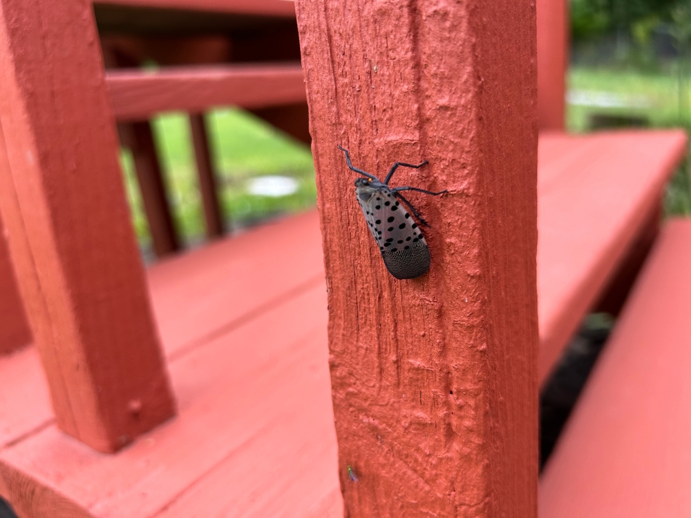 4 new invasive species to look out for this summer