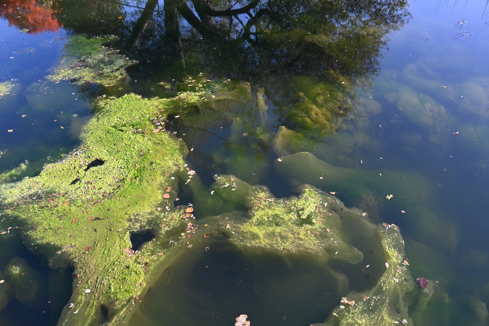 We asked an expert how to deal with algae (the right way)